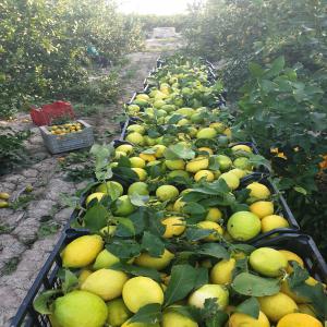 CITRON ESPAGNOL  - fruits et légumes citron avec ou sans feuilles  en provenance d’andalousie de très bonne qualité. conditionné dans des cartons de 10kg calibre 2 3 4 si vous etes intéressé n'esitez pas à nous contacter. merci--