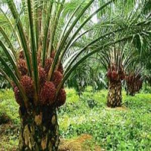 Recherche acheteur de tecks, hévéas, palmiers - Industrie exploitation très actif dans le domaine de l'agro,  je suis à la recherche de partenaires ou financiers pour des plantations de bois de tecks,  plantations de palmiers a huile et aussi des plantations de hévéa en côte-d'ivoire.