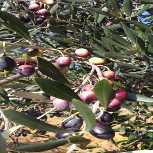  Huile d'olive biologique Tunisien en vente   - huiles vente huile d'olive biologique vierge extra ,  issue du l’agriculture biologique,  sans additifs et sans adjonction d’autre huile,  de catégorie supérieure « extraite à froid » par procédé mécanique,  elle ne subit ni traitement chimique,  ni raffinage.  olive mo