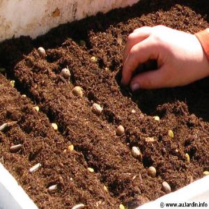 Semences sélectionnées en petits paquets - semence graine plant nous mettons en vente de graines sélectionné pret à germer. nos semences sont minutieusement sélectionné et ont un taux de germination de 85%.elles sont emballés en petits paquets pret à etre rapidement acheminé. disponible par paquets de 100 , 