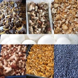 cèpes, girolles, Agaricus, champignons, sec,frais - champignon levure salut!--je suis polonais,  mon entreprise recherche de clients pour coopération. nous vendons des champignons sauvage et cultivable-- frais et séché toute l'année.--pendant la saison des champignons sauvage nous avons frais----les girolles---les ceps---les trompette de la 