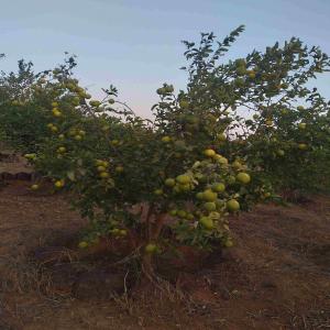 Citrons (jaune et vert) du Sénégal et Corossol  - fruits et légumes nous fournissons des citrons jaunes et verts ainsi que du corossol. --commande entre 100 et 1000kg pour les citrons jaunes et les citrons verts--livraison diass et alentours ainsi que sur dakar peut etre possible selon la commande--prix 300fcfa/0.50€ le kg pour les petites commandes et 250fcfa/0.40€