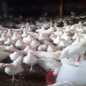 Vente poulet - animaux vivants nous mettons en vente des coquelaires pour aider à faire vos cérémonies sans aucun souci--nous sommes appel et whatsapp