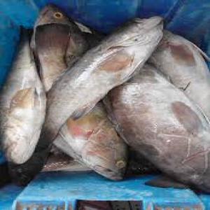 Proposition fourniture poisson mauritanienne - poissons nous sommes un établissement qui vend et export du poisson de grand qualité, --nous serons heureux si vous nous contactez