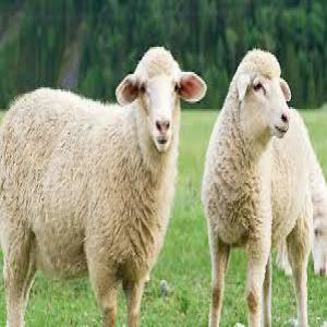 Mouton Agneaux Meilleur Prix Ideal LAID - animaux vivants mouton - agneaux prix imbatable - ideal pour laid--quantiter dispo 300+--je m'occupe d'export entre la pologne et la france de tout type de betails,  le transport evidement aussi.--vente par societer facture proforma. possibiter d'etre sur place lors de la transaction et verifier que tout soit comme 