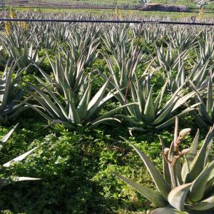 ALOE VERA  biologique directement du producteur - fruits et légumes nous proposons feuilles fraîches de  d’aloe vera biologique directement du producteur d'excellente qualité.  si vous etes intéressés  n'hesitez pas à nous contacter . merci