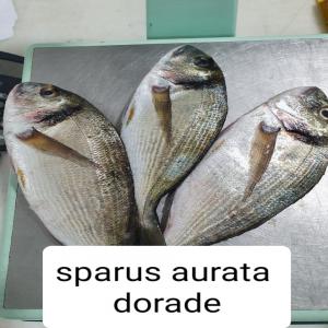 Différents espèces des poissons  - poissons tous types des poissons( daurade,  saumon,  loup,  maquereaux,  thon,  salamon...)disponibles avec transport dans 24 heures selon la demande par semaine ou par mois