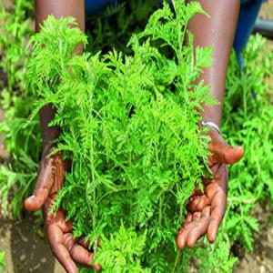 ARTEMISIA EN STOCK - autres nous avons en stock de la  tisane d'artemisia en cote d'ivoire precisement a gagnoa.--interesse appelez