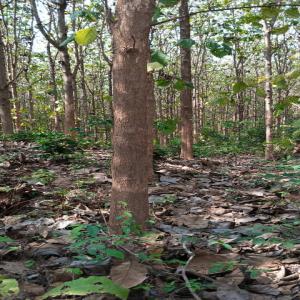 Bois de tecks en vente - matiere vegetale je cherche des potentiels intéressés pour l'achat de mes 5 hectares de bois de tecks. trois ha de 17ans et deux ha de 21ans. foret située dans la zone de brobo,  côte d'ivoire. 