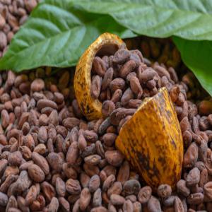 Vente de cacao certifié Fairtrade  - café cacao thé bonjour à tous, --nous venons par la présente annonce vous proposer du cacao certifié fairtrade et du cacao non certifié en provenance de la côte d'ivoire.--nous pouvons honorer vos commandes dès le mois de février car nous avons un grand stock à