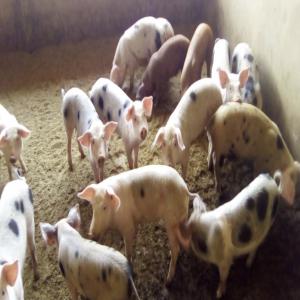 Vente de cochons de races européennes - animaux vivants bonjour, ----nous sommes une ferme qui produit et vend des cochons adultes et des cochons de lait de qualité,  de races européennes. les cochons sont élevés localement aux normes sanitaires dans notre ferme de sindia sur la route de popenguine .----nous possédons des