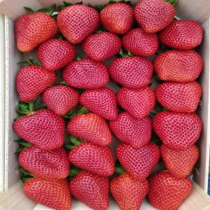 Fraise du Portugal - fruits et légumes fraises du portugal,  certifiées.--notre entreprise peut emballer comme le client le souhaite.--diverses variétés,  bonnes quantités de semaine.