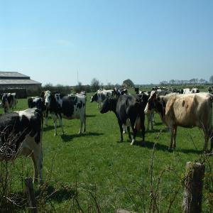 Recherche client Bovin race mixte prix imbattable - animaux vivants fournisseur de bovins dans l'europe entière depuis la pologne,  --nous recherchons activement des acheteurs interessers,  nous proposons de differentes races bovines- à viande,  laitières et mixtes. on s'occupe du transport depuis la pologne a prix imbattable,  conditions de transpo