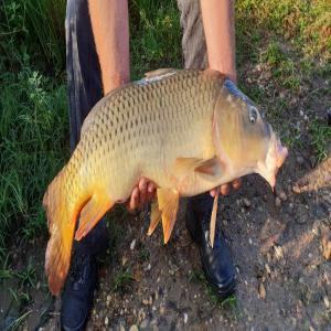 Recherche acheteurs poisson eau douce vivant  - poissons nous rechercons activement des acheteurs de poissons d'eau douce pour elevages ou autres,  --carpe (specimen 20kg+ dispo),  brochet,  esturgeon,  sandre,  silure,  gardon,  carassin,  truite... --quantiter dispo en fonctions des fournisseurs avec lesquels nous travaillons,  on s'occupe evidement du transport