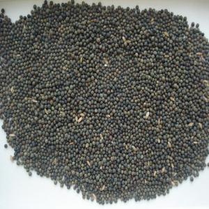 seeds vicia villosa - seed plant seed good afternoon,  dear partners. today we have the opportunity to offer vetch seeds (vicia villosa) / volume 20 tons. seed quality- germination -92%,  moisture content no more than 12%. purity - not less than 98%. packing at the request of the buyer (big-bag or small bag). price 765 euro / t on fca che