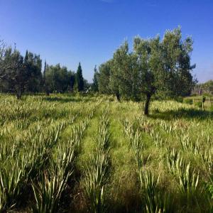 Aloe Vera Gel - huiles nous disposons d'une plantage d'aloe vera et nous sommes à la recherche de potentiel clients.--gel aloe vera à 10€/litre négociable capacité de production de 5000 à 50000 litres et plus.