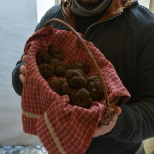 Vend TRUFFES FRAÎCHES ou SURGELÉES  - champignon levure je suis grossiste en truffes noires du perigord,  truffe d'été et truffe de bourgogne.--je cherche fournisseur ou client.--demandez mes prix ou proposez les votre.--cordialement 