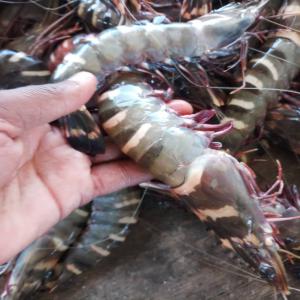 Crevettes tigrèes geantes  - coquillage crustacé bonjour nous mettons en vente des crevettes black tiger geantes  pouvant atteindre 15cm.--nous livrons partout en europe et en asie et de grosses quantitès --prix 35€ le kilogramme