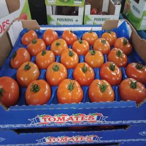 TOMATE - fruits et légumes notre sté import export sarl vous offrir des tomates origine maroc. bonne qualité et meilleur prix.--we can offer tomatos from morocco.--good quality and best price.--