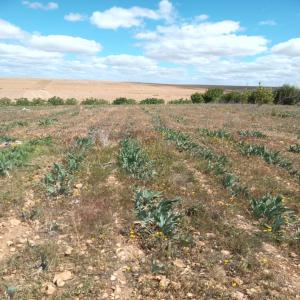 les racines d'iris - matiere vegetale nous avons une quantité d'iris plantée sur notre ferme il y a environ 4 ans et ses racines sont pretes à extraire son beurre,  si vous etes intéressé veuillez me contacter pour plus d'informations