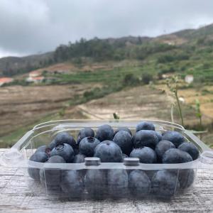 BLUEBERRIES - PORTUGUESE PROTUCTION  - fruits and vegetables we are producers of blueberries in portugal,  under the name of d’autor market.--our blueberry plantations have the particularity of being cultivated on the terraces of the douro in the douro region,  cradle of port wine.-- --in the douro valleys,  listed as a world heritage site by unesco since 2001,  