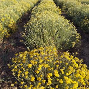 Huile essentielle Immortelle de CORSE (IGP) - autres nous vendons un lot de 5 litres d'huile essentielle d'immortelle de corse (helychrisum italicum italicum) region corse du sud (bientôt igp immortelle de corse)--recolte 2023--biologique (certification ecocert et nature et progrès)--certificat et chromato sur demande.--excellente qualit&