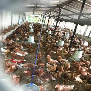 PONDEUSES DE 8 MOIS ET PINTADES - animaux vivants cessation d’exploitation--cede poules de chair 8 mois--livraison possible a partir de 100--pondeuses 2500 f--pintades 3500 f