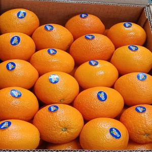 Nos belles orange valencia de nos fermes en Égypt - fruits et légumes très heureux nos société organic import export notre société mère et en égypte en dispose d'une bonne games de fruit et légumes égyptiennes de nos propres fermes en dispose des fruit légumes organic et nos organic,  en ce moment en