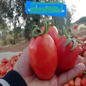 Tomate  - fruits et légumes --notre sté import export sarl vous offrir des tomates origine tunisien . bonne qualité et meilleur prix.--we can offer tomatos from morocco.--good quality and best price.