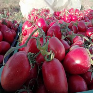 Tomate et légumes tunisienne  - fruits et légumes --notre sté import export sarl vous offrir des tomates origine tunisien  et tout les légumes disponibles en tunisie . bonne qualité et meilleur prix.--we can offer tomatos from morocco.--good quality and best price.--conditions tarifaires - 850 euro tonne--quantite - jusqu'&agra