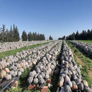 Fournisseur de citrouilles grandes qualités  - fruits et légumes grand stock de citrouilles de bonne qualité situé en tunisie stockage excellent condition.--totale en tonne plus de 300 t--expedition de la tunisie sur tout les continents selon le choix du client 