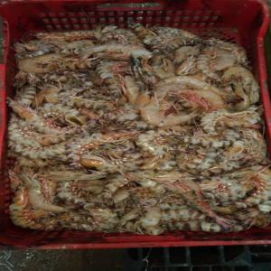 Vente de gambas  - poissons societé de peche basee en.mauritanie.nous cherchons des clients interessés par les crevettes et les gambas.--nous avons une grosse capacité de production et la periode de collecte bat son plein.--- fob et cif