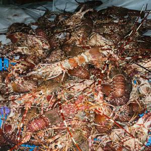 Lagouste vivante, live lobster  - coquillage crustacé bonjour chers clients.--nous proposons de la langouste vivante pechee dans la zone fao 34.nous expedions partout en europe et en asie avec des taux de mortalité de moins de 5%.