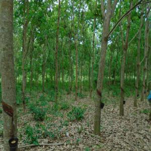 PLANTATION D'HEVEA EN VENTE - matiere vegetale un champ d’hevea d’une superficie de 7 hectares a bongouanou.--annee de creation 2011--certificat foncier individuel disponible (titre foncier)--parue dans le journale officiel de la republique de cote d’ivoire numero 11 du 08 fevrier 2016-- sur 5 hectares prets pour la saignee,  il n’y a qu’un seul 