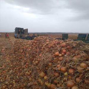 oignon rouge et blanc - fruits et légumes bonjour,  nous sommes à la recherche de clients sérieux pour la commercialisation des produits agricoles marocains dont liste ci dessous- oignon rouge et blanc----- restriction -afrique,  europe, --- conditionnement - camion--- quantite -illimité