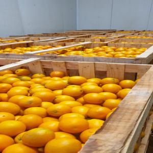 ORANGE MAROC LATE - fruits et légumes nous sommes une société marocaine,  spécialisée dans la production et l'export à l'international d'une grande variété de fruits et légumes. dans le cadre de notre évolution,  nous sommes à la recherche de potentiel clients interss&e