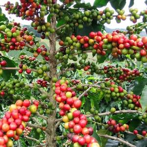 Café Camerounais de varieté Arabica et Robusta