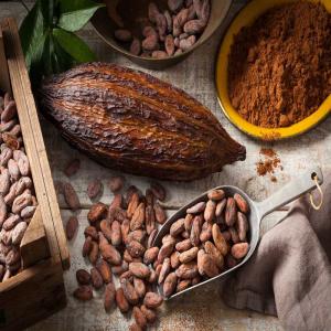 Fèves de cacao - café cacao thé président du groupe d'initiative commune  zathe  basé au cameroun,  nous venons en appui aux agriculteurs en leur ouvrant au marché international. nous disposons de vastes plantations de cacao dans la ville d'ebolowa au sud du pays. pour cela,  nous recherchons des entreprises de 