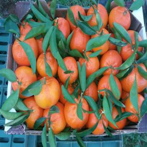 MANDALINA  AFOURAR - fruits et légumes cher client, j'ai toutes les façons des fruits et lègume que tu veux  de plus grande quantité, frais et congelés.--très bon qualité, très bonne prix,  très bonne service.(maroc)