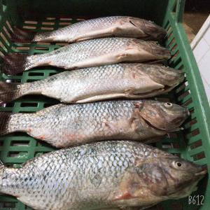 Nile telapia  - poissons nous sommes une societe spécialisé en vente de frozen nile telapia coreochromis nilotieus--iof, cutted scaled--nous clients sont de canada et gulf area on cherche de plus de client on attente  de vos prépositions--  --