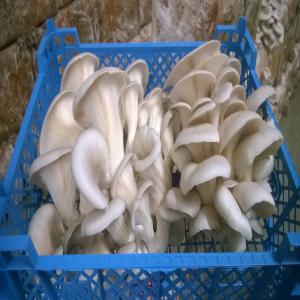 pleurotes, champignons cultiver - champignon levure je vends des pleurotes de pologne. on parle francais,  nous livrons avec le transport de notre entreprise