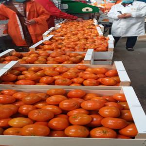 Nadorcott mandarin  - fruits and vegetables citrus mandarin ----variety nadorcott --quantity available +10000 mt--minimum order 1000mt--packaging woodbox 10kg/15kg--fruits sizes available caliber 1, 2, 3, 4--exworks price 0.95€/kg--contact me for fob/cfr prices--destination europe/usa/canada/middle east--origin morocco --