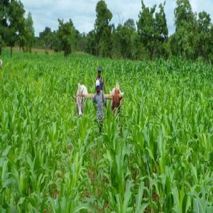 Recherche de partenariats  - matiere vegetale je suis un jeunes camerounais ayant en sa possession  1hectares de terre cultivables. je recherche  des partenaires avec qui je vais me lancer dans l agriculture afin de pouvoir améliorer les conditions de vie des populations  de mon pays le cameroun 