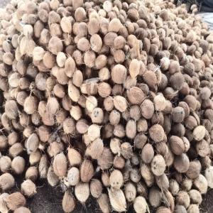 Noix de coco / Coconut  - fruits et légumes     noix coco de différente grade allant a 700gr/noix de côte d'ivoire reconnue pour son goût supérieur. ----    nous vous offrons une qualité et un prix étudier,  pour plus d'information n'hésitez pas a nous contacté