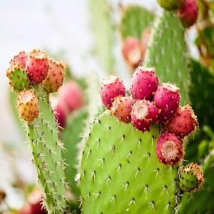 Product of Prickly pears oil - olis hello...--i am trying to find partners to product of prickly pear oil in my country,  yemen,  as yemen produces prickly pears in economic quantities and high quality,  but i need partners to establish a production line for prickly pear oil and to exploit this plant wealth.--