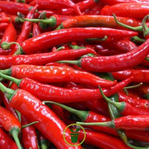 piment bio - fruits et légumes bonjour, ----nous sommes en train de lancer notre marque de sauces piquantes.----dans un 1er temps ,  moi et mes associés cherchons1kg de chaque sorte de piment----- habanero--- jalapeno--- aji amarillo--- piment calabrais--- piment rocoto----nous souhaitons un partenaire de confiance avec lequ