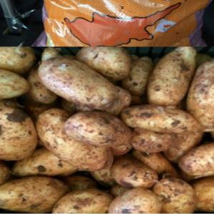 Cyprus Potatoes - fruits and vegetables fresh produce of very high quality cyprus potatoes from our own farm in cyprus.--if you are interested please let me know the quantity,  packing requirements,  discharge port,  country and i will let you know our best price.--we also have fresh oranges and can supply vegetables and fruits.--please let 