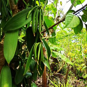 Vanille bourbon producteur  - épices aromates bonjour,  producteur de vanille bourbon dans le nord de madagascar notre vanille a un taux exceptionnel de 2.2%