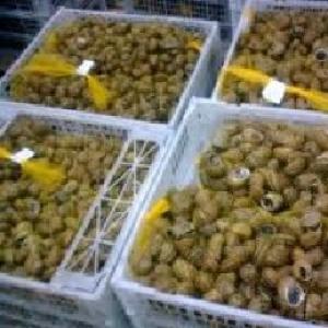 Snail sale Helix aspersa/Slime - live animals we are a company specializing in the breeding of snails in morocco. we produce according to hygiene and quality standards. possibility of organic labeling.production will start in 2021. --we are looking for commercial partnerships to sell our products for export. if you are interested,  send us an em