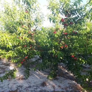 Vente de Citron y Orange calite de español j - fruits et légumes bjr nous avons de bon calite de orange citron y fruite et de bon price.--